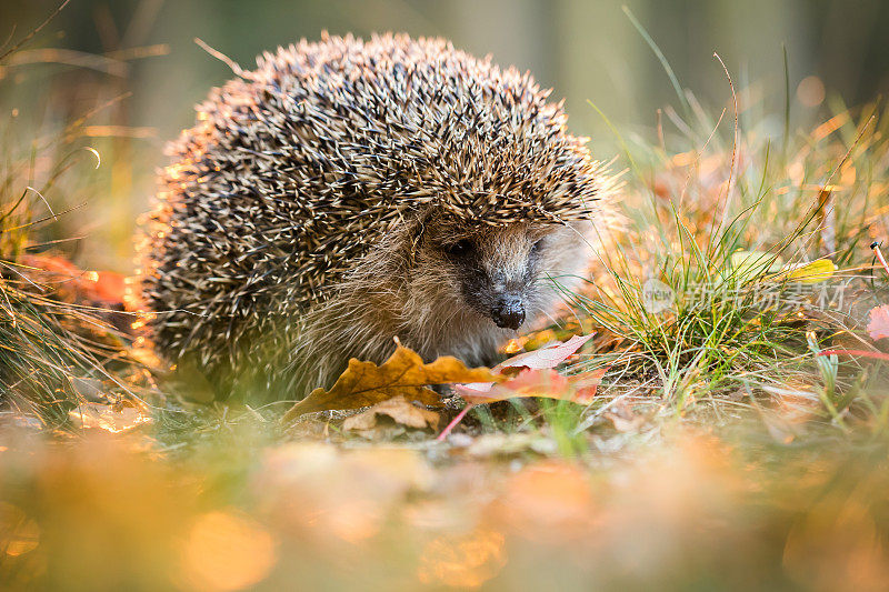 欧洲刺猬(Erinaceus europaeus)